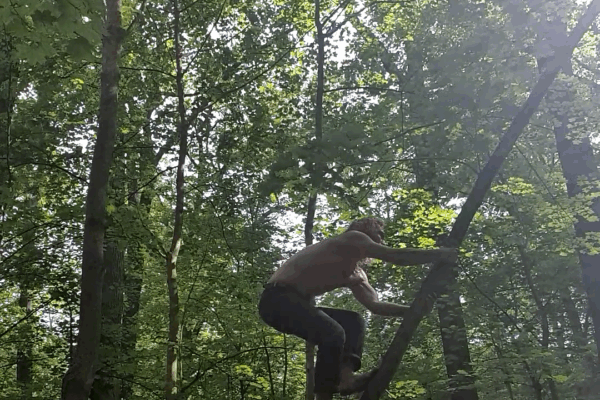 Tree Climbing, Green Forest
