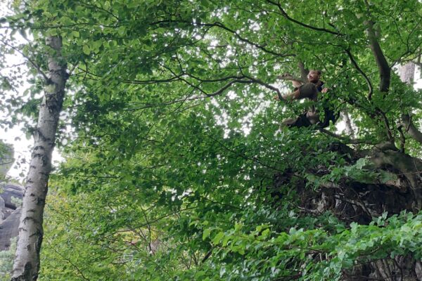 Baumblick aus der Buche